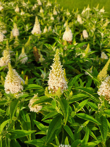 Butterfly bush close-up with cream flower spikes and bright green leaves