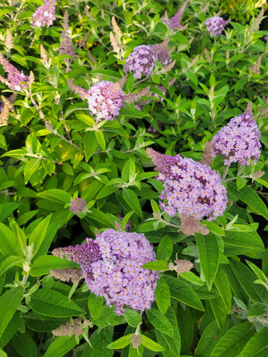 Butterfly bush with multiple lavender-purple flower spikes among dense green leaves