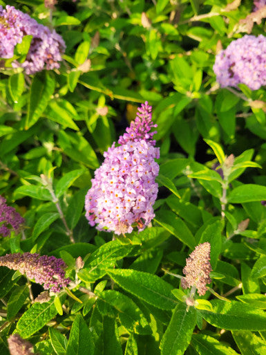 Butterfly bush with a light lavender flower spike amid green foliage