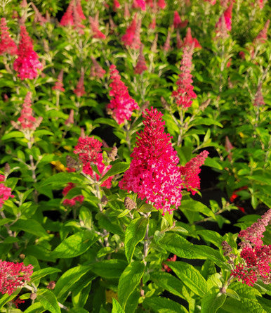 Butterfly bush with tall magenta-pink flower spikes and green leaves