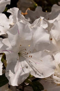 White azalea blossoms with five petals and pink-stem details