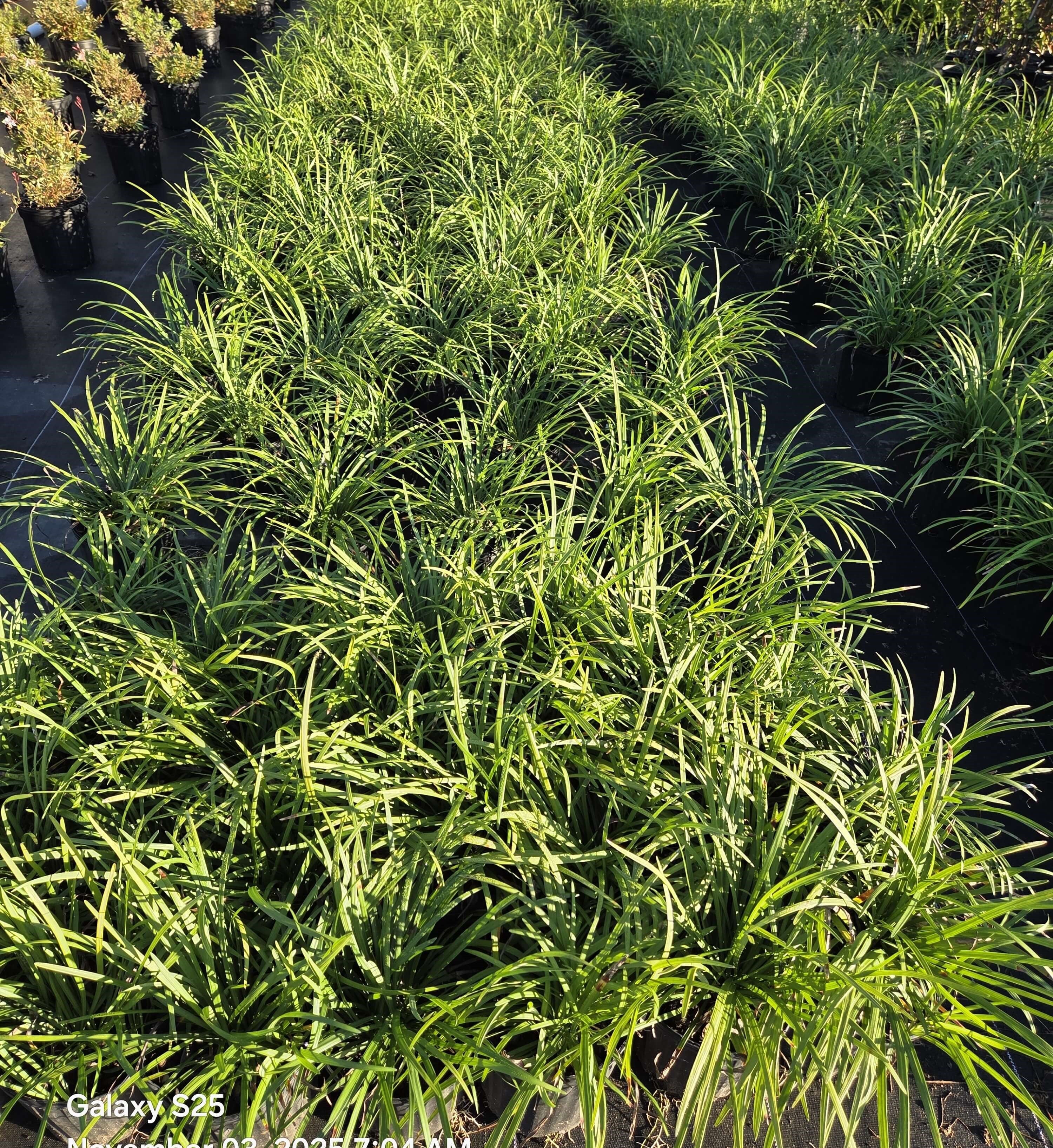 Monkey grass clump in a landscape bed with dense narrow green blades
