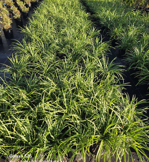Monkey grass clump in a landscape bed with dense narrow green blades