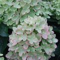 Little Lime Hydrangea | Dwarf Panicle Shrub | Hydrangea paniculata 'Jane' ®