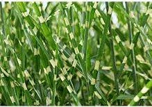 Dwarf zebra grass clump with green leaves and pale stripe blades