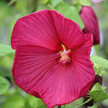 Luna Red Hardy Hibiscus