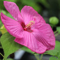 Luna Rose Hardy Hibiscus