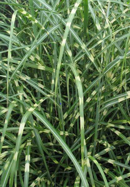 Dwarf zebra grass foliage with thin green blades and light variegated stripes