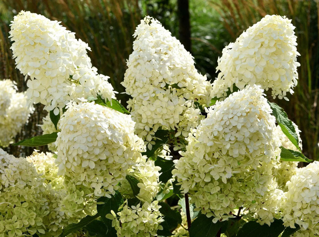 Hydrangea tree with pale white panicle flower clusters and green leaves