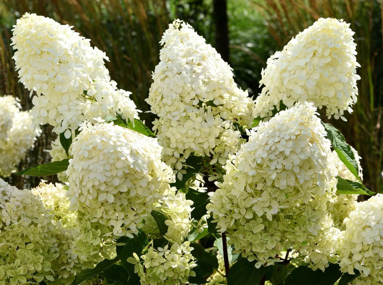 Hydrangea tree with pale white panicle flower clusters and green leaves