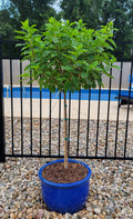 Hydrangea tree in blue planter with leafy green branches