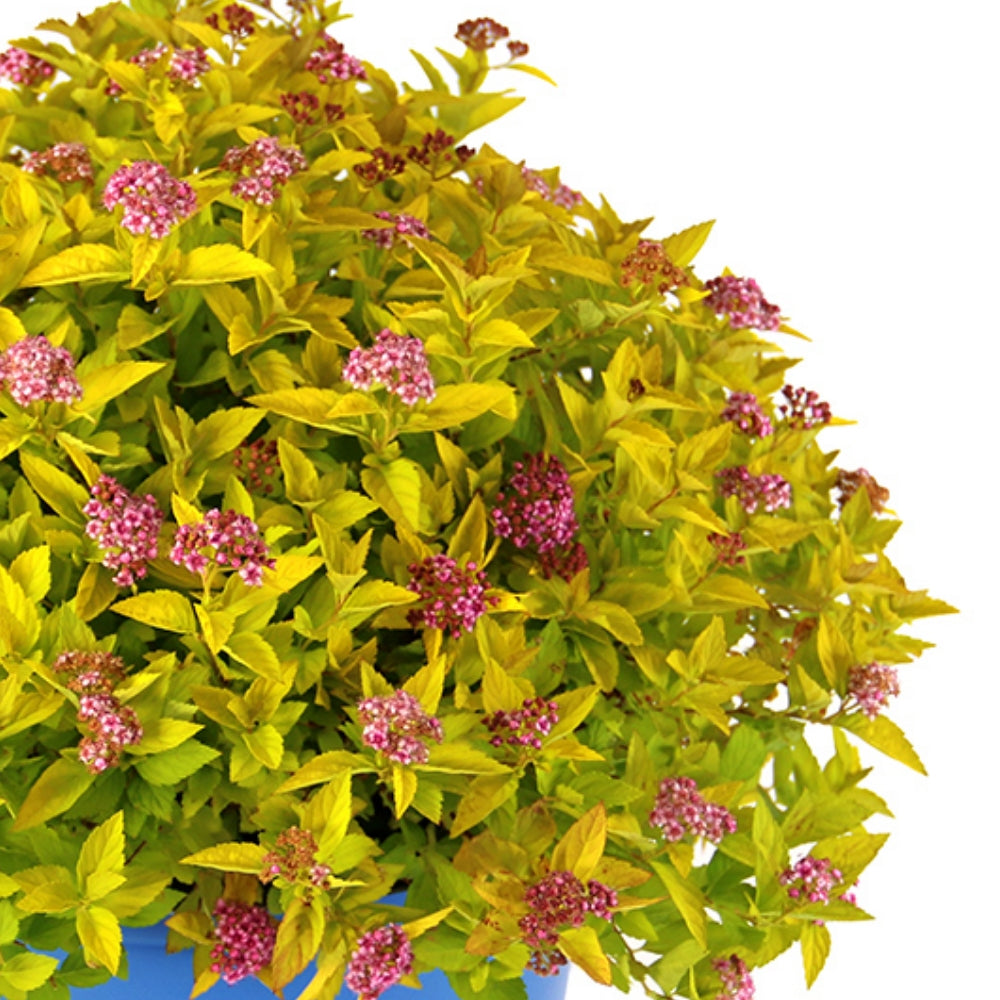 Golden spirea leaves and pink buttonlike flower clusters in blue pot