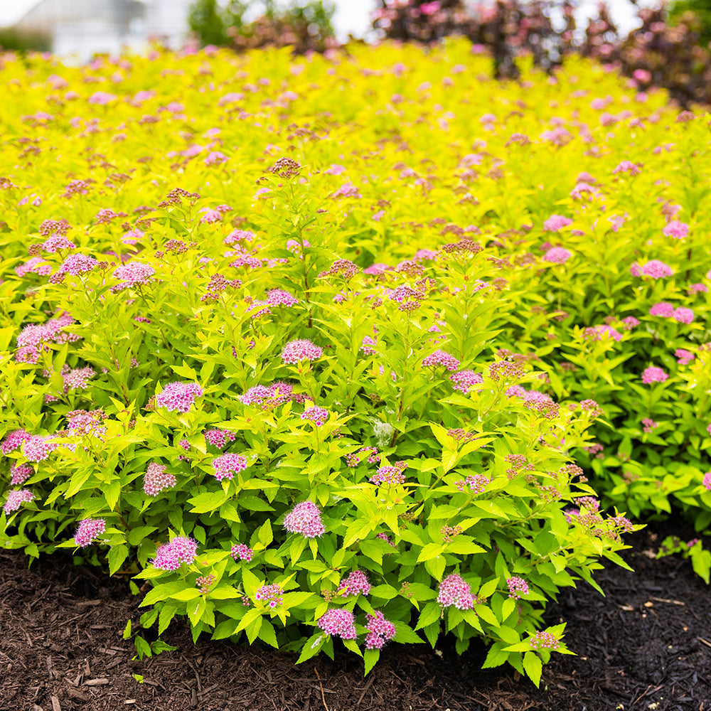 Spirea with bright yellow-green leaves and pink flower clusters, planted in soil