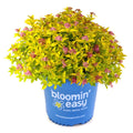 Golden spirea plant in blue bloomin' easy pot with pink flower clusters