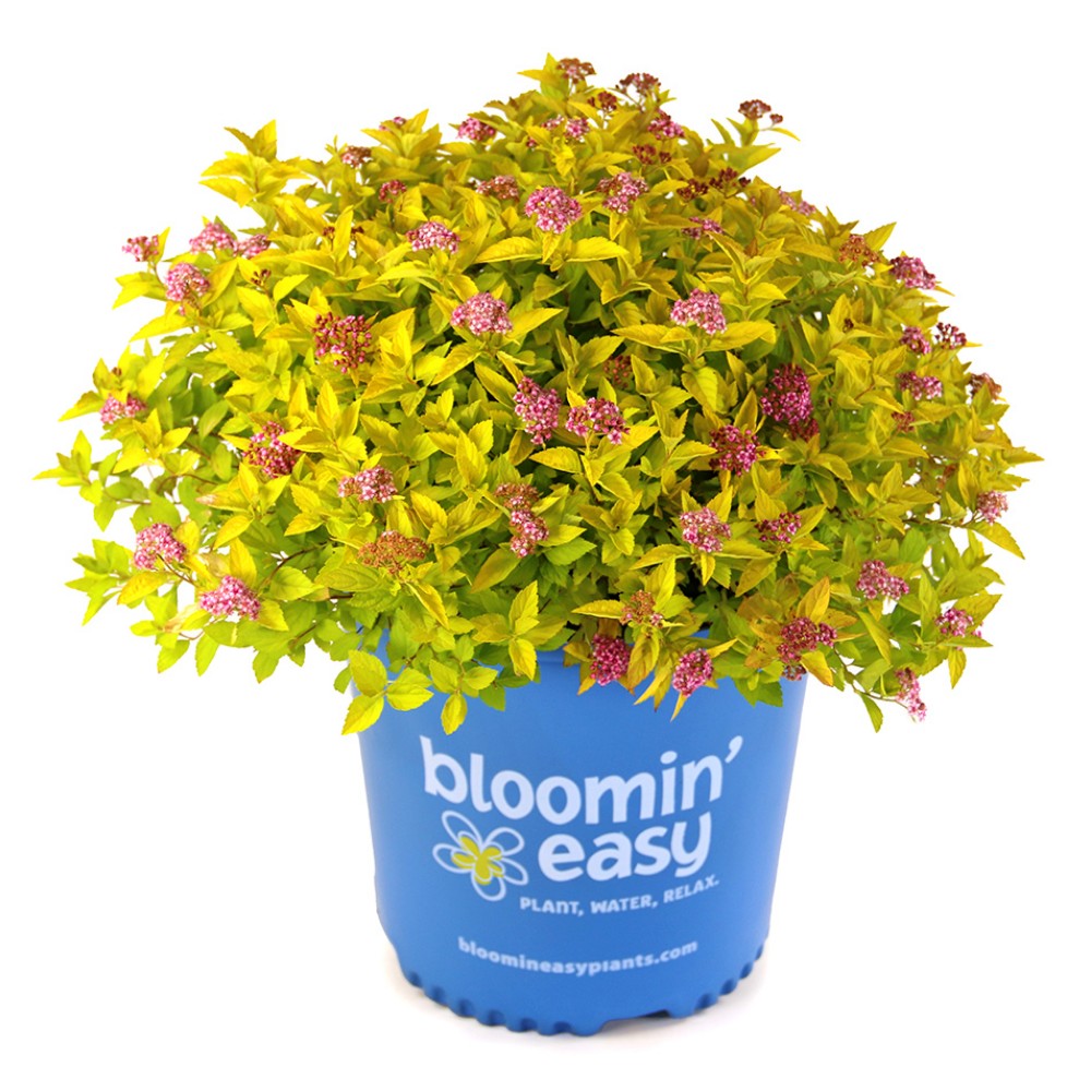 Golden spirea plant in blue bloomin' easy pot with pink flower clusters