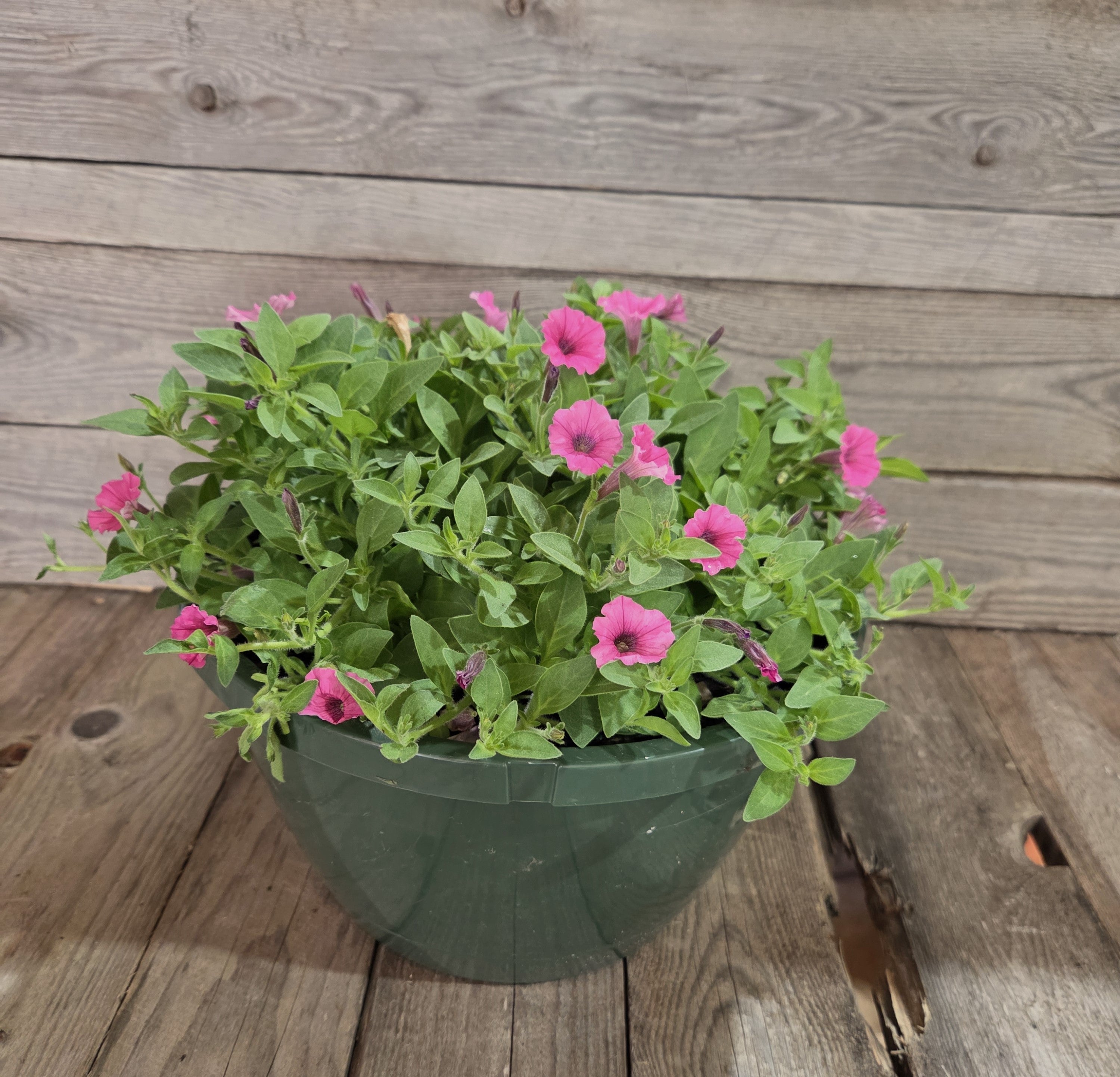 Pink petunia plant with green leaves in dark plastic pot
