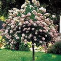 Pinky Winky Hydrangea standard tree with pink and cream cone-shaped blooms