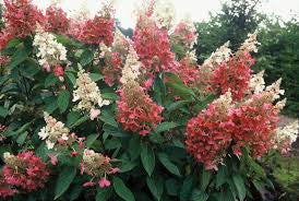 Pinky Winky Hydrangea standard tree with red, pink, and cream flower clusters