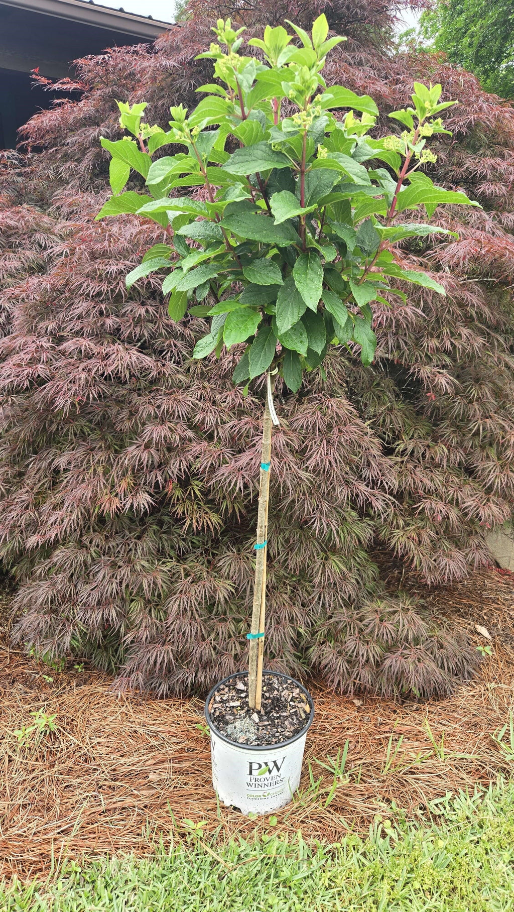 Pinky Winky Hydrangea standard tree sapling with green leaves in a pot