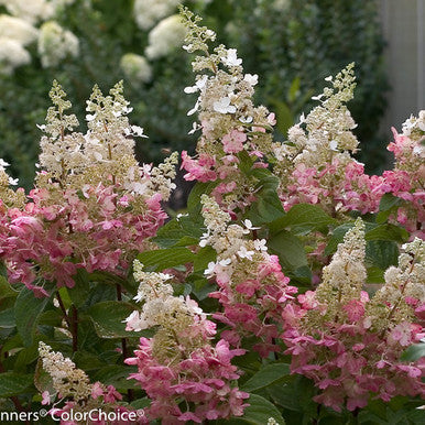Pinky Winky Hydrangea standard tree close-up of pink and cream blooms