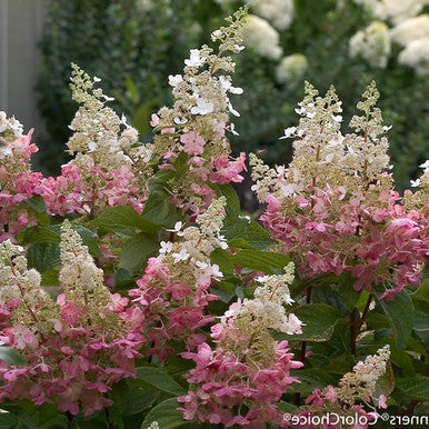 Pinky Winky Hydrangea standard tree close-up of pink and cream panicle blooms