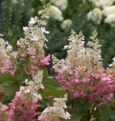 Pinky Winky Hydrangea standard tree close-up of pink and white cone blooms