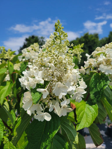 Pinky Winky Hydrangea standard tree close-up of cream white panicle blooms