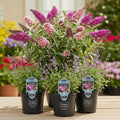 Pollinator starter kit with multiple black nursery pots of purple and pink flowers