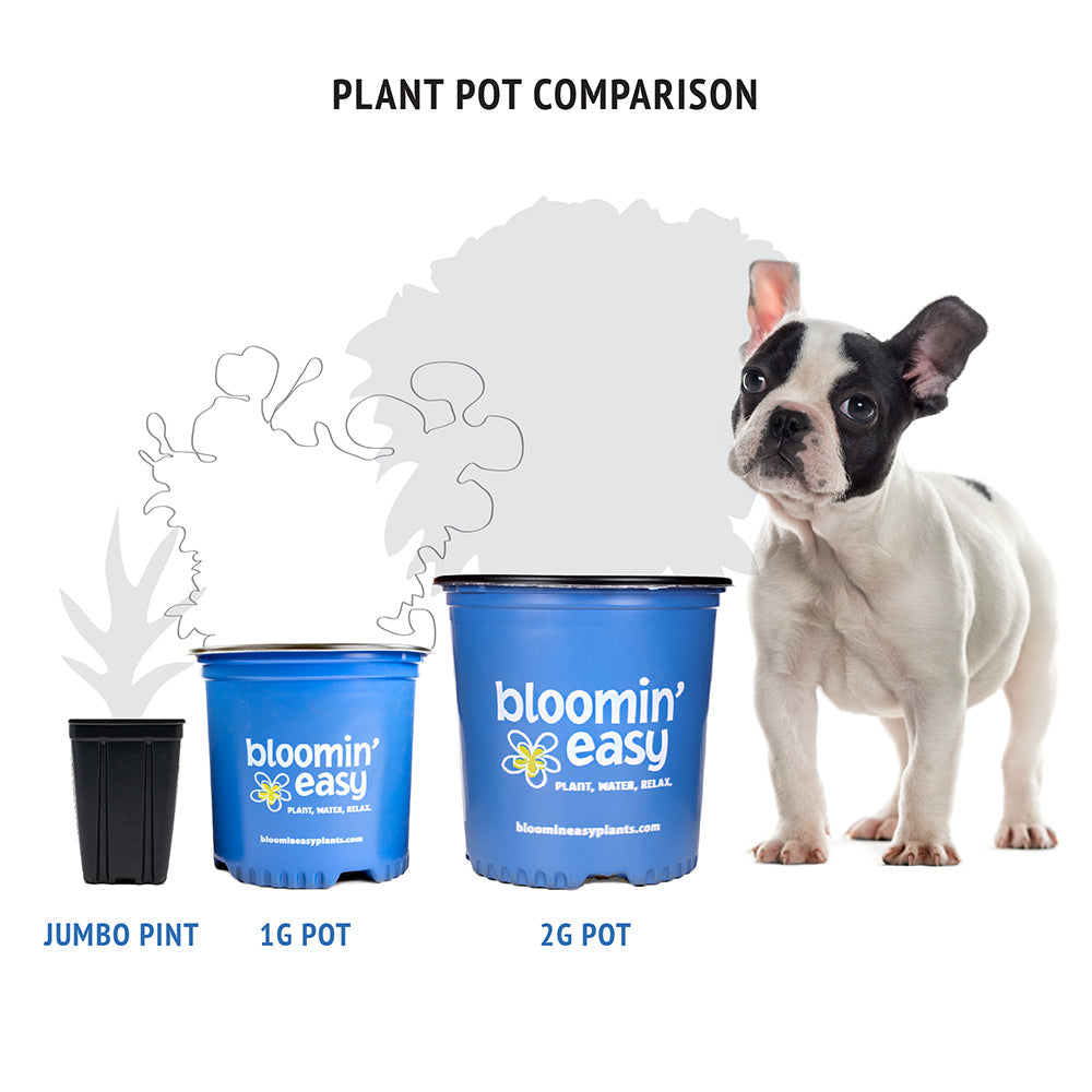 Plant pot comparison showing jumbo, 1G, and 2G Bloomin' Easy sizes