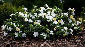 Dwarf gardenia shrub with white flowers and dark green leaves in a group
