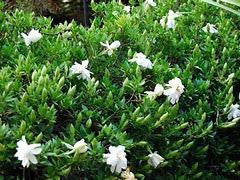 Dwarf gardenia shrub with dense green foliage and white blossoms