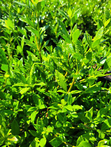 Dwarf gardenia shrub close-up of glossy green leaves