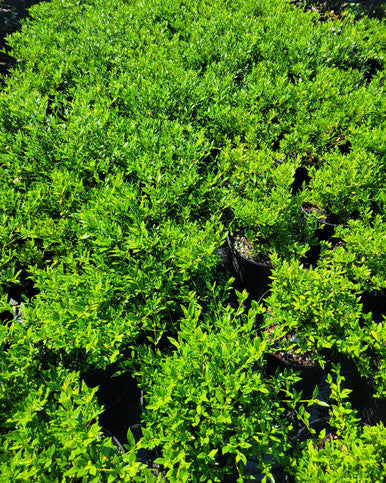 Dwarf gardenia shrubs with bright green foliage growing in black pots