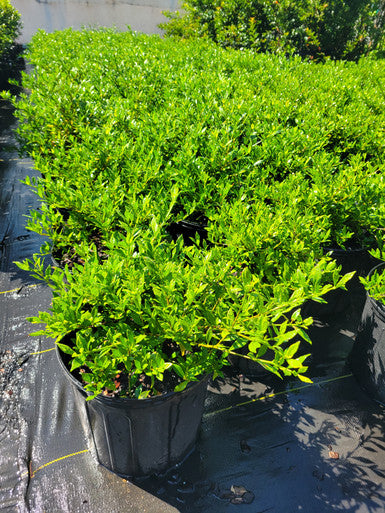Dwarf gardenia shrub in a black nursery pot with bright green foliage