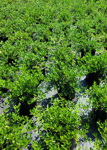 Dwarf gardenia shrubs with dense green foliage around dark soil and pots