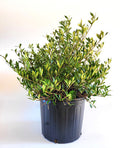 Potted dwarf gardenia shrub with green leaves and tall stems