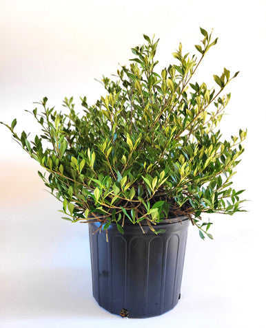 Potted dwarf gardenia shrub with green leaves and tall stems