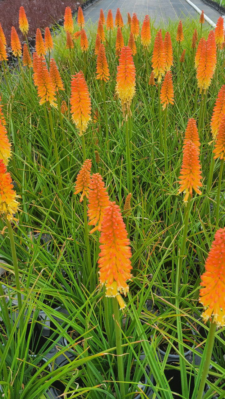Orange torch lily flower spikes among dense green foliage
