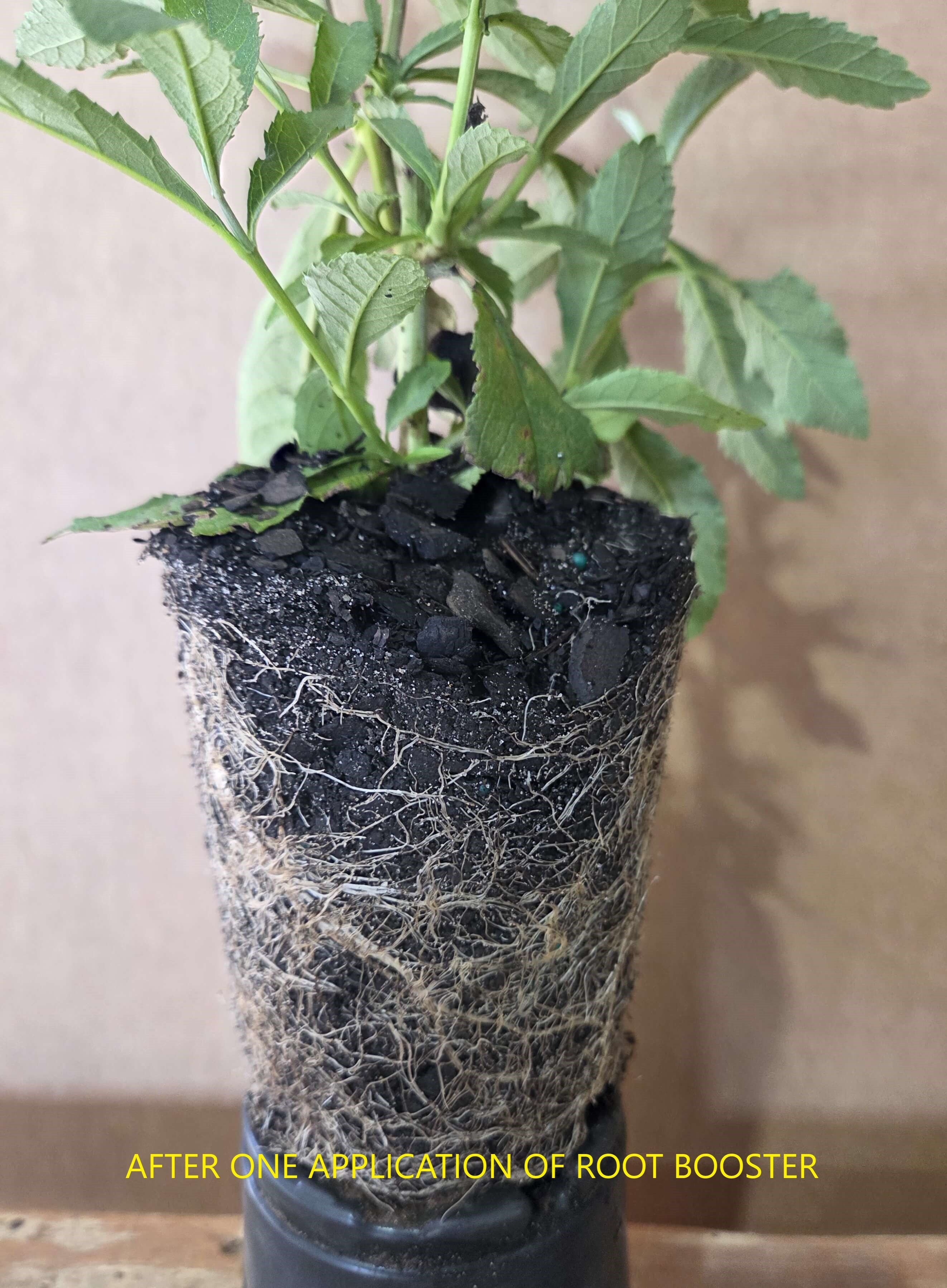 Plant seedling in a pot with dark soil and visible white fungal threads