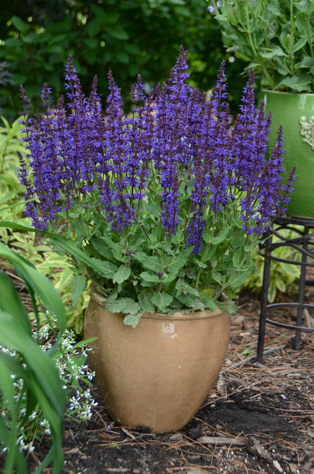 Salvia plant in a pot with purple flower spikes outdoors
