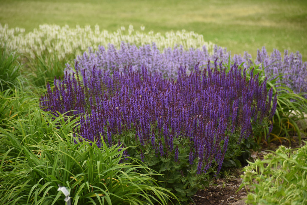 Salvia plant with dense purple flower spikes