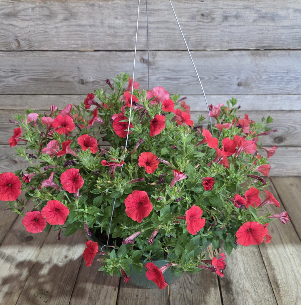 Hanging plant basket of red petunias with green leaves on a chain