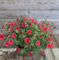 Hanging plant basket of red petunias with green leaves on a chain