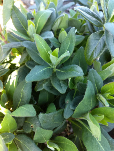Honeysuckle plant leaves with dense green oval foliage clusters