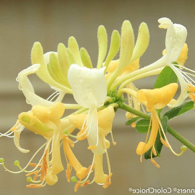 Honeysuckle flowers in white and pale yellow with slender stamens