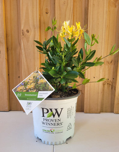 Honeysuckle plant in white pot with green leaves and yellow blooms