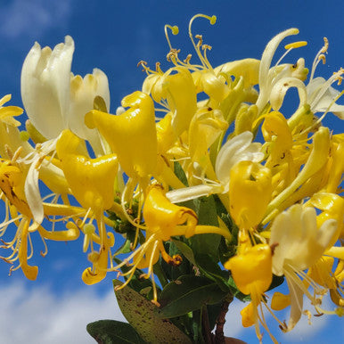 Honeysuckle blossoms with yellow flowers and layered green leaves