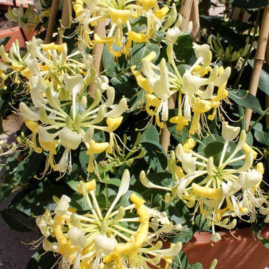 Honeysuckle flower spray with pale white and yellow blossoms