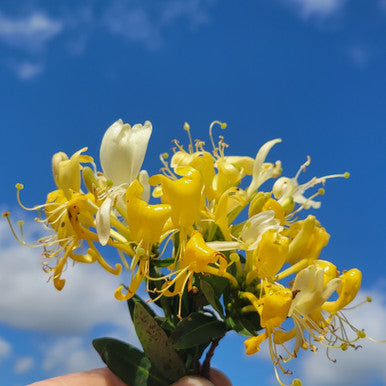 Honeysuckle blossoms with yellow flowers and long, thin curved filaments
