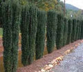 Columnar evergreen shrub hedge with dense dark green foliage